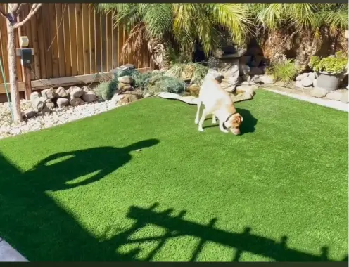 Pet friendly artificial grass backyard designed for dogs in Orlando